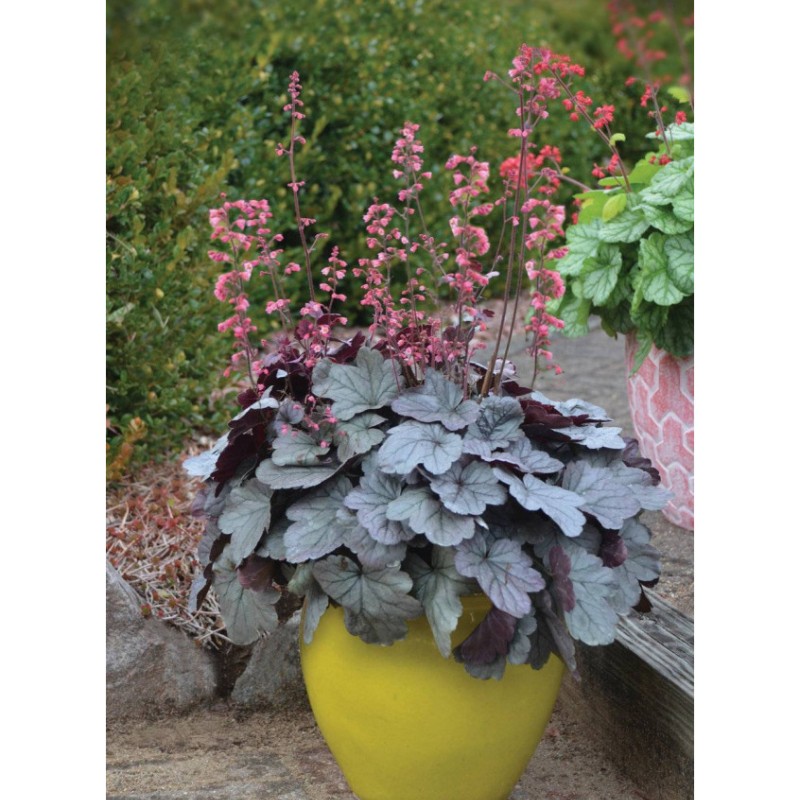 Heuchera Dolce ‘Silver Gumdrop’ – ezüst levelű tűzeső