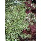 Lonicera nitida ‘Silver Beauty’