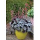 Heuchera Dolce ‘Silver Gumdrop’ – ezüst levelű tűzeső