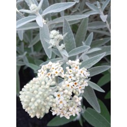 Buddleja ‘Silver Anniversary’ - Ezüstös nyáriorgona