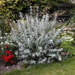 Buddleja ‘Silver Anniversary’ - Ezüstös nyáriorgona