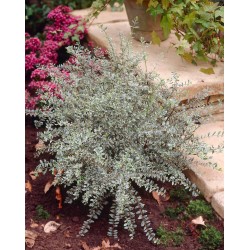 Lonicera nitida ‘Silver Beauty’