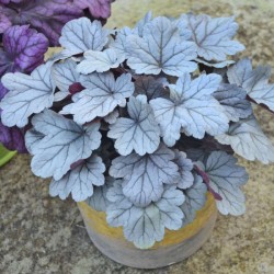 Heuchera Dolce ‘Silver Gumdrop’ – ezüst levelű tűzeső
