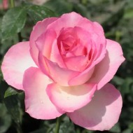 Silvinetta teahibrid rózsa