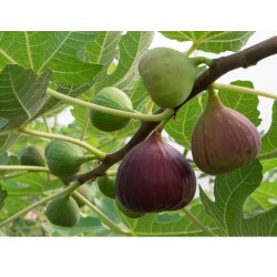 Ficus carica ‘Smyrna’ – fügefa