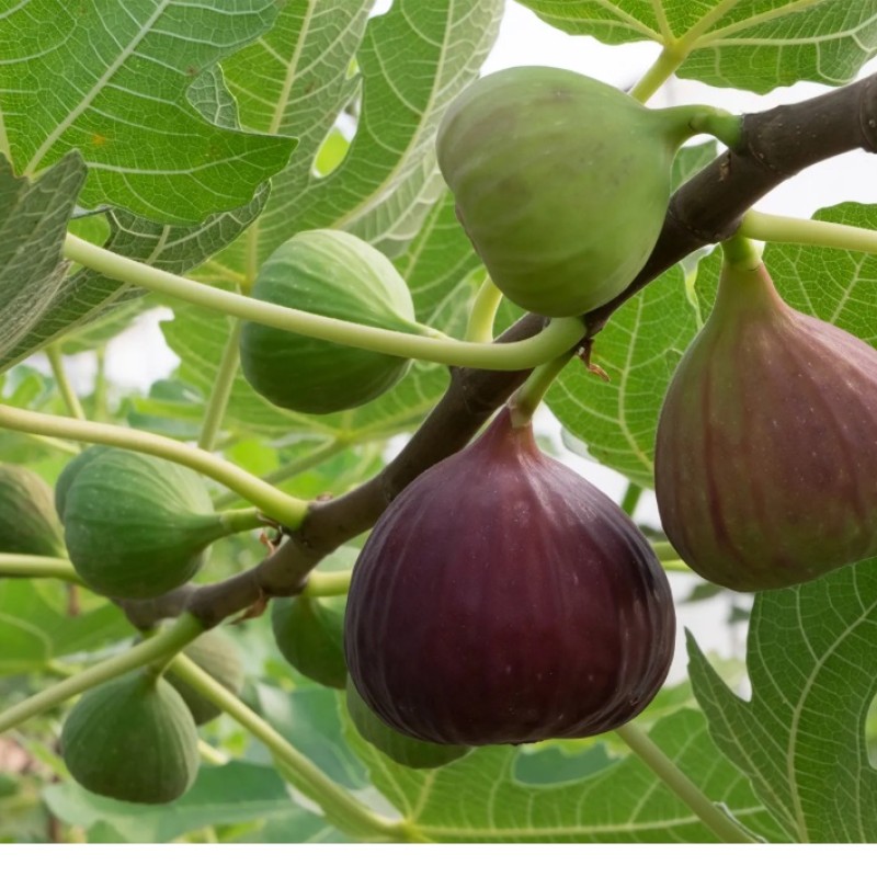 Ficus carica ‘Smyrna’ – fügefa