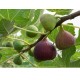 Ficus carica ‘Smyrna’ – fügefa