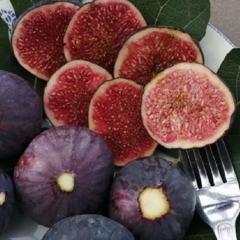 Ficus carica ‘Smyrna’ – fügefa