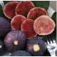 Ficus carica ‘Smyrna’ – fügefa