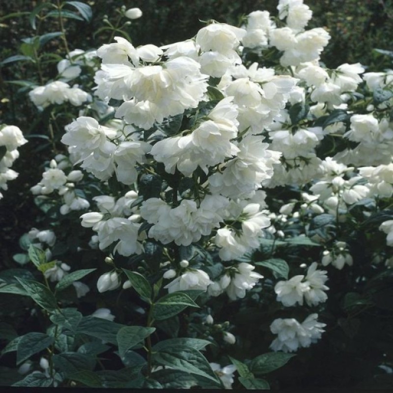 Philadelphus ‘Virginial’ –Telt virágú jezsámen