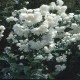 Philadelphus ‘Virginial’ –Telt virágú jezsámen