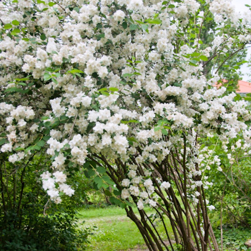 Philadelphus ‘Virginial’ –Telt virágú jezsámen
