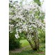 Philadelphus ‘Virginial’ –Telt virágú jezsámen