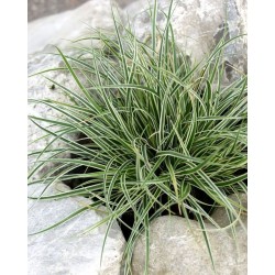 Carex conica ‘Snowline’  - Japán díszsás