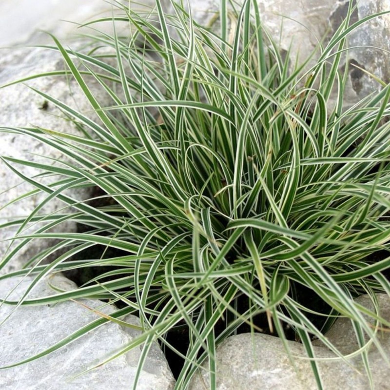 Carex conica ‘Snowline’  - Japán díszsás
