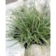 Carex conica ‘Snowline’  - Japán díszsás