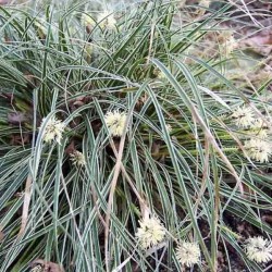 Carex conica ‘Snowline’  - Japán díszsás