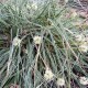 Carex conica ‘Snowline’  - Japán díszsás