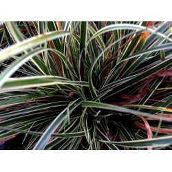 Carex conica ‘Snowline’  - Japán díszsás