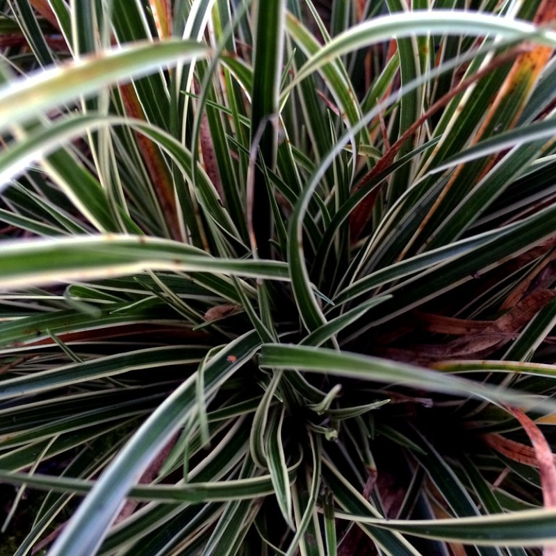 Carex conica ‘Snowline’  - Japán díszsás
