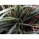 Carex conica ‘Snowline’  - Japán díszsás