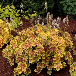 Heuchera Solar Eclipse – Tűzeső