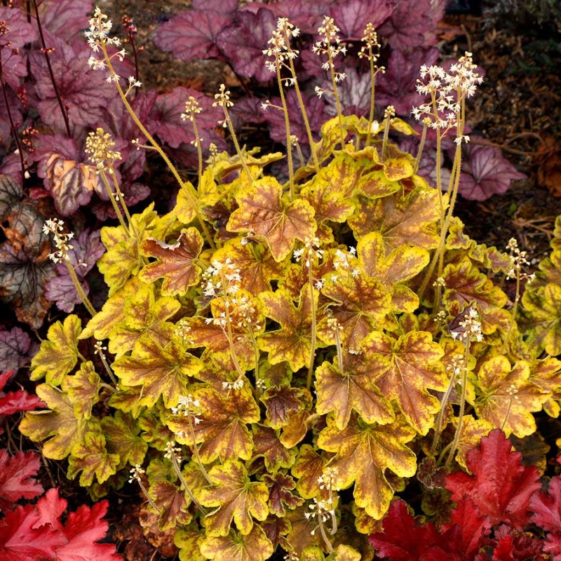 Heuchera Solar Eclipse – Tűzeső