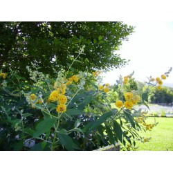 Buddleja weyeriana 'Sungold'-  Aranysárga pillangócserje