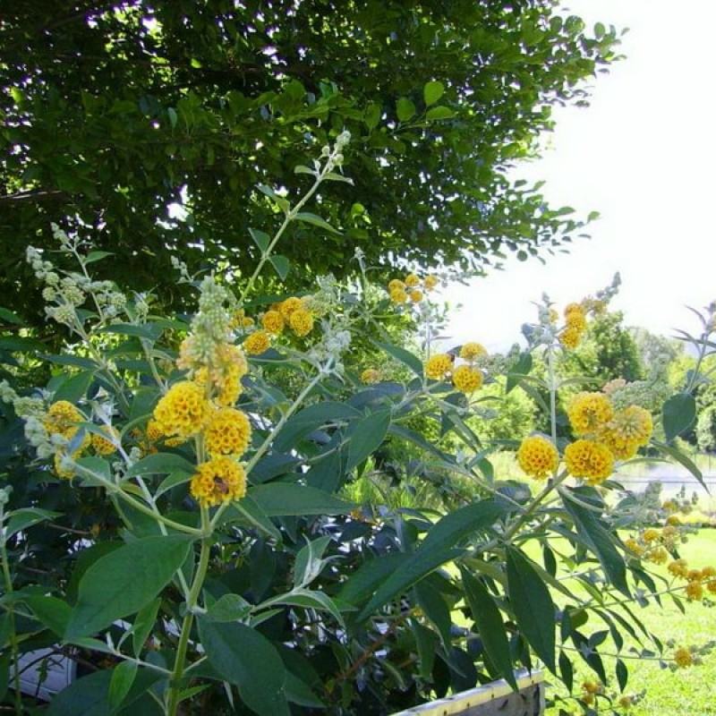 Buddleja weyeriana 'Sungold'-  Aranysárga pillangócserje