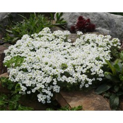 Arabis caucasica ‘Snowcap’ - Kaukázusi ikrávirág