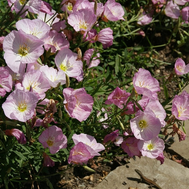 Oenothera speciosa ‘Siskiyou’ – Pompás ligetszépe