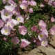 Oenothera speciosa ‘Siskiyou’ – Pompás ligetszépe