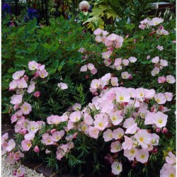 Oenothera speciosa ‘Siskiyou’ – Pompás ligetszépe