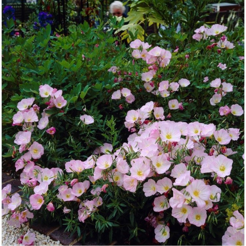 Oenothera speciosa ‘Siskiyou’ – Pompás ligetszépe