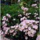 Oenothera speciosa ‘Siskiyou’ – Pompás ligetszépe