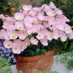 Oenothera speciosa ‘Siskiyou’ – Pompás ligetszépe