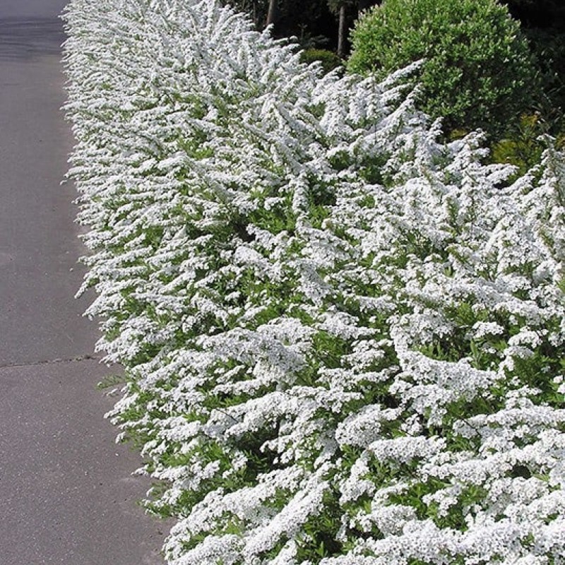 Spiraea cinerea 'Grefsheim' Gyöngyvessző