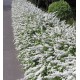 Spiraea cinerea 'Grefsheim' Gyöngyvessző