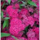 Spiraea jap. Darts Red  japán gyöngyvessző