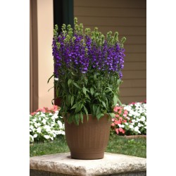 Lobelia x speciosa ‘Starship Blue’  - Pompás Lobélia