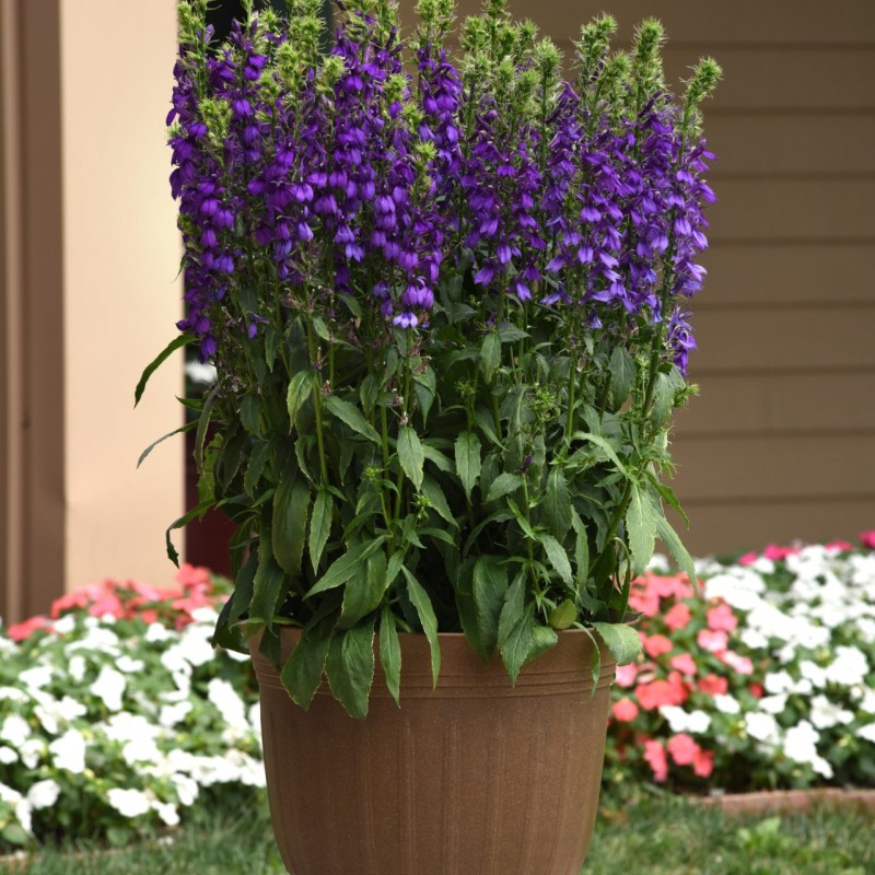 Lobelia x speciosa ‘Starship Blue’  - Pompás Lobélia