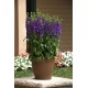 Lobelia x speciosa ‘Starship Blue’  - Pompás Lobélia