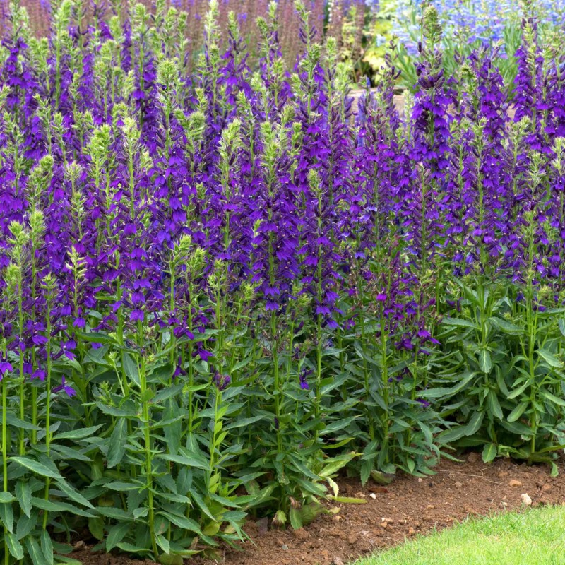 Lobelia x speciosa ‘Starship Blue’  - Pompás Lobélia