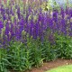 Lobelia x speciosa ‘Starship Blue’  - Pompás Lobélia