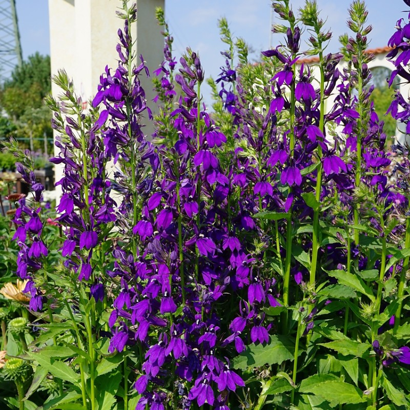 Lobelia x speciosa ‘Starship Blue’  - Pompás Lobélia