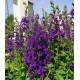 Lobelia x speciosa ‘Starship Blue’  - Pompás Lobélia