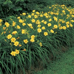 HEMEROCALLIS STELLA D’ORO – Sásliliom