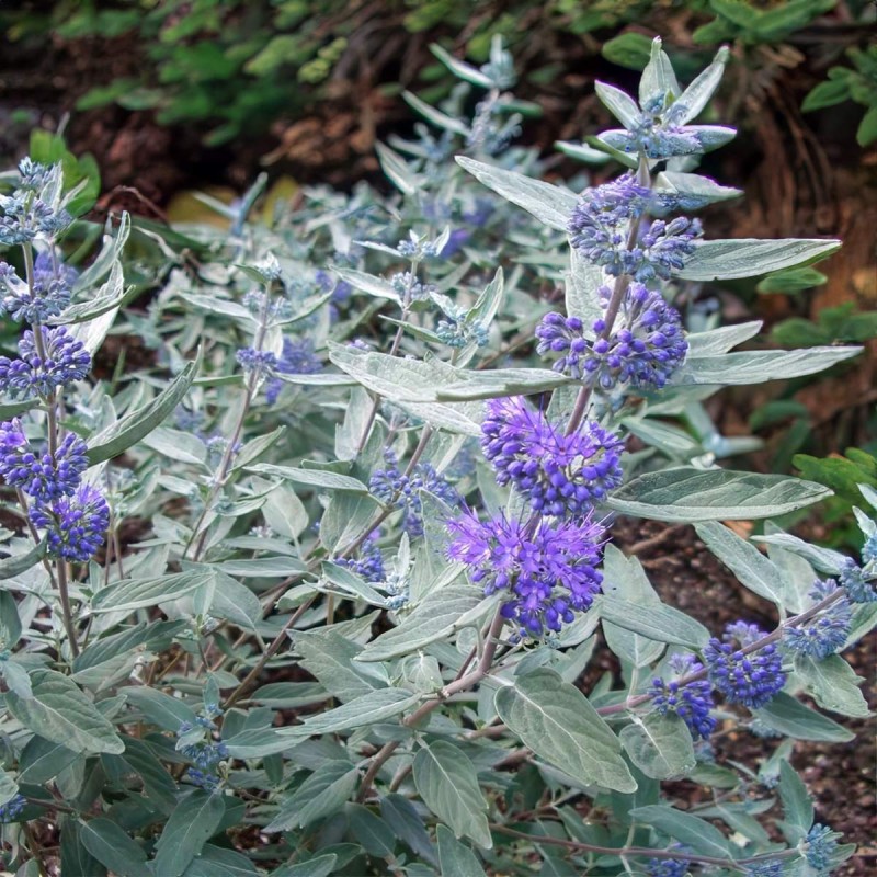 Caryopteris clandonensis ‘Sterling Silver’ – kékszakáll