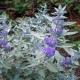 Caryopteris clandonensis ‘Sterling Silver’ – kékszakáll