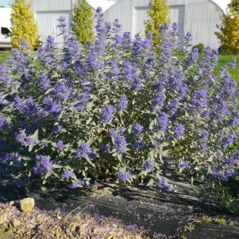 Caryopteris clandonensis ‘Sterling Silver’ – kékszakáll